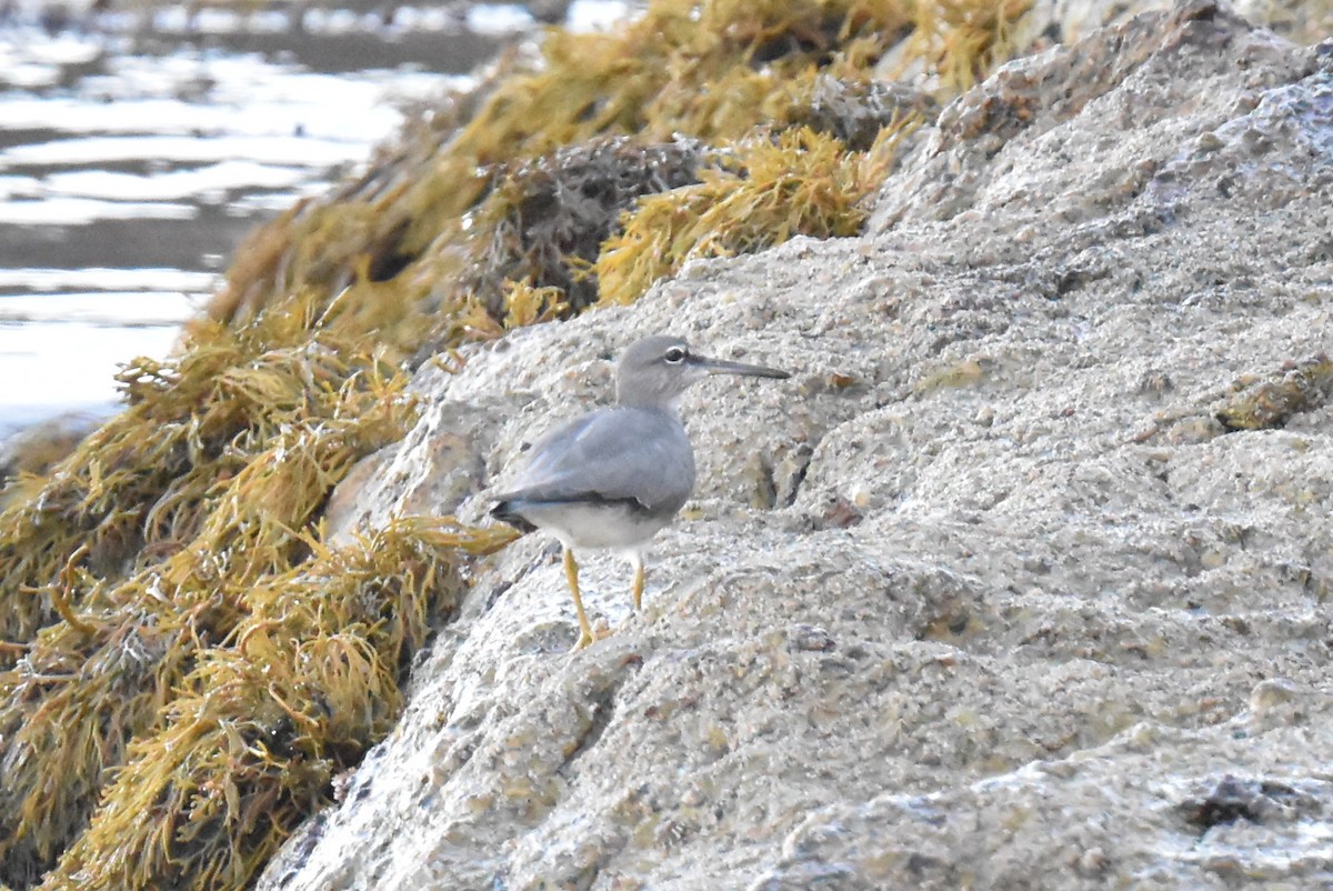 Wandering Tattler - Anonymous