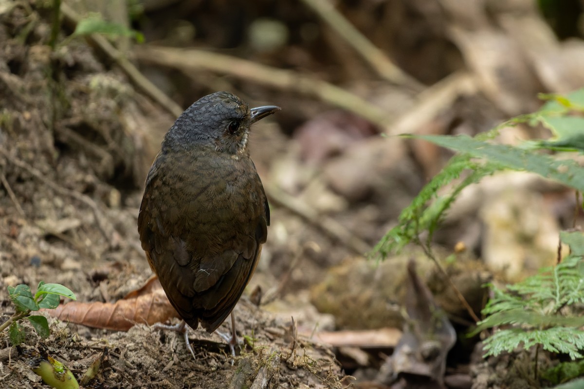 Moustached Antpitta - ML643760578