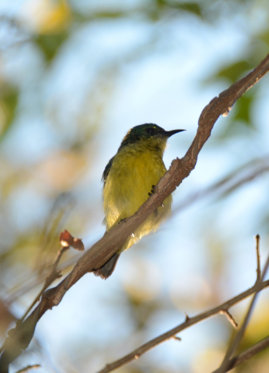 Collared Sunbird - ML643760582