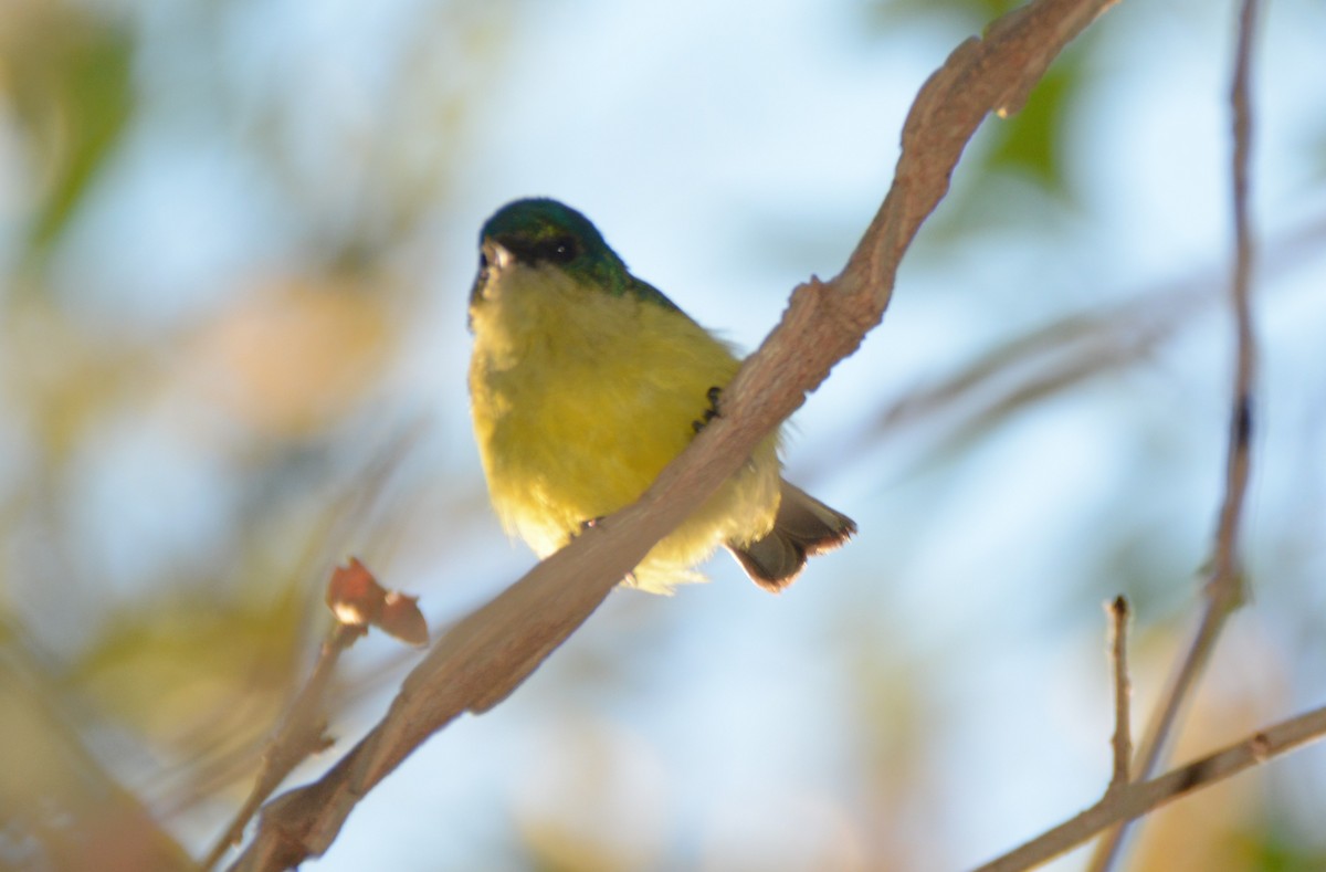 Collared Sunbird - ML643760583