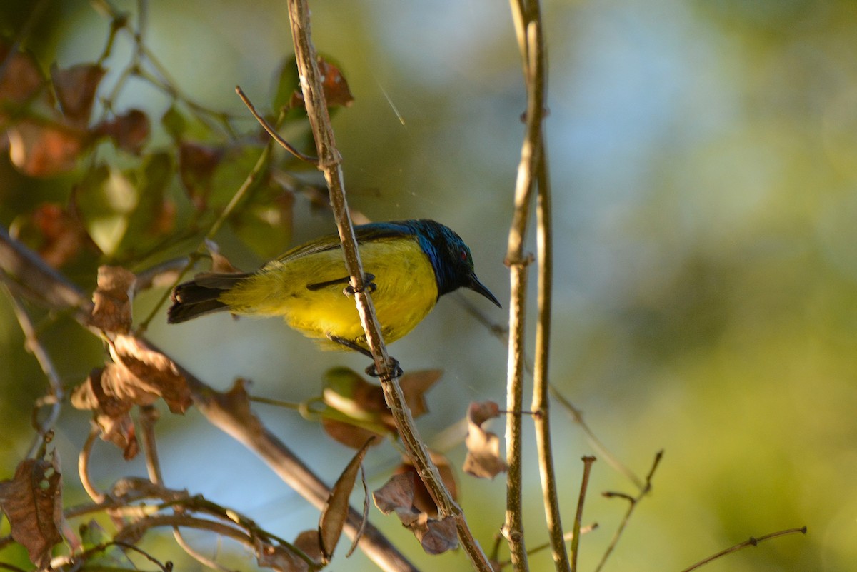 Collared Sunbird - ML643760584