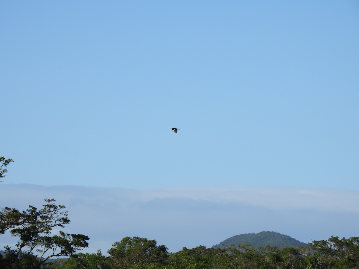 brungumptrupial - ML643760632