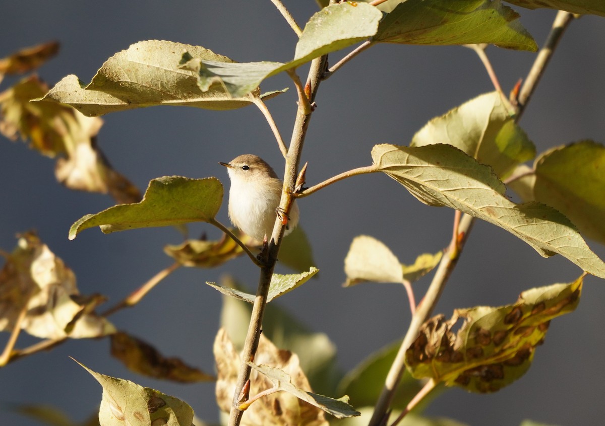 Mountain Chiffchaff - ML643760639