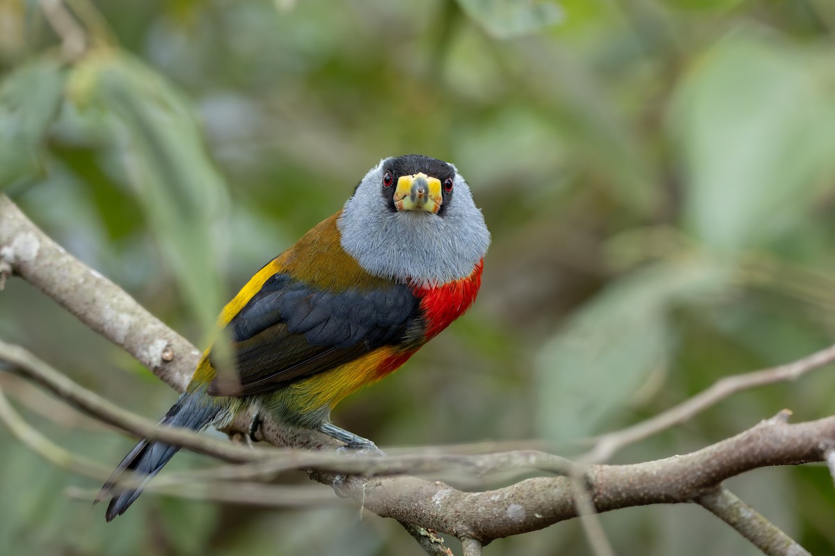 Toucan Barbet - ML643760641