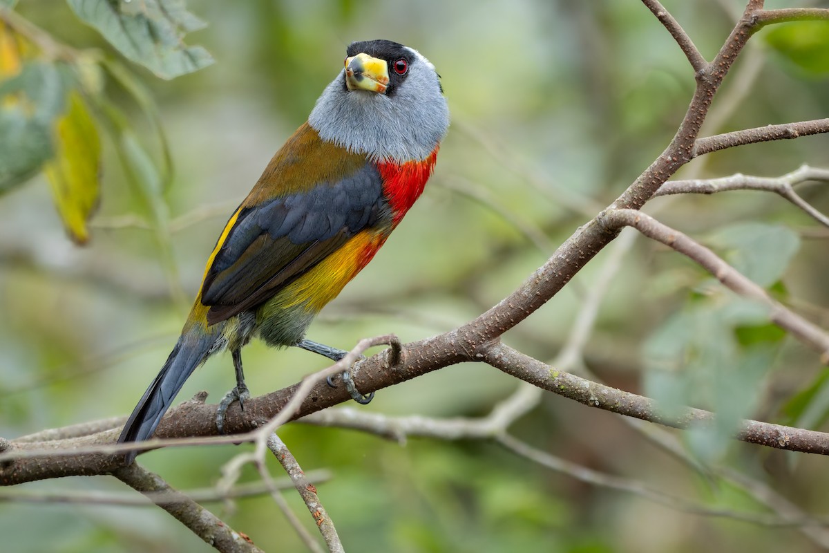 Toucan Barbet - ML643760642
