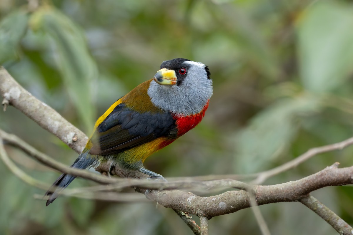 Toucan Barbet - ML643760643