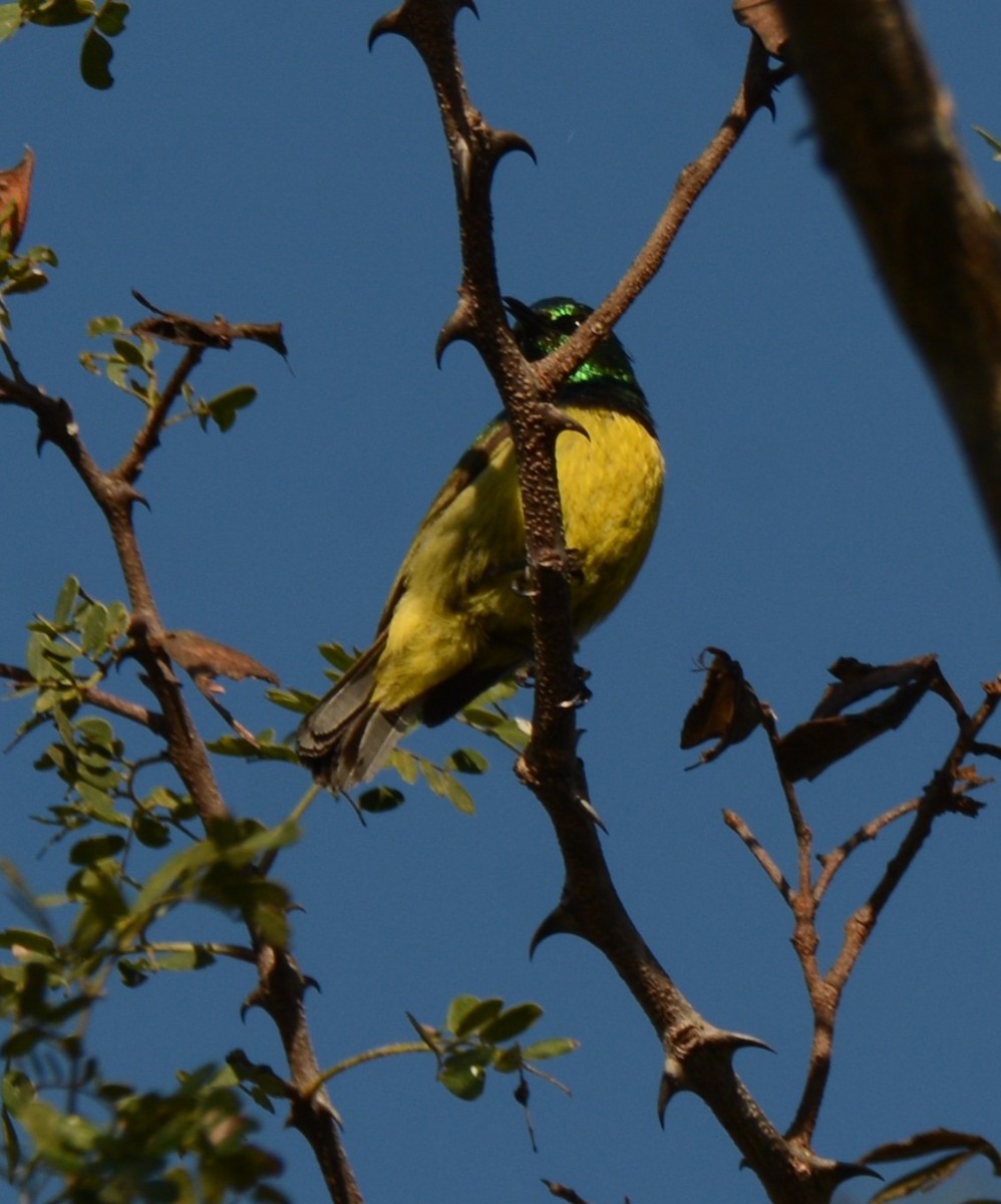 Collared Sunbird - ML643760657