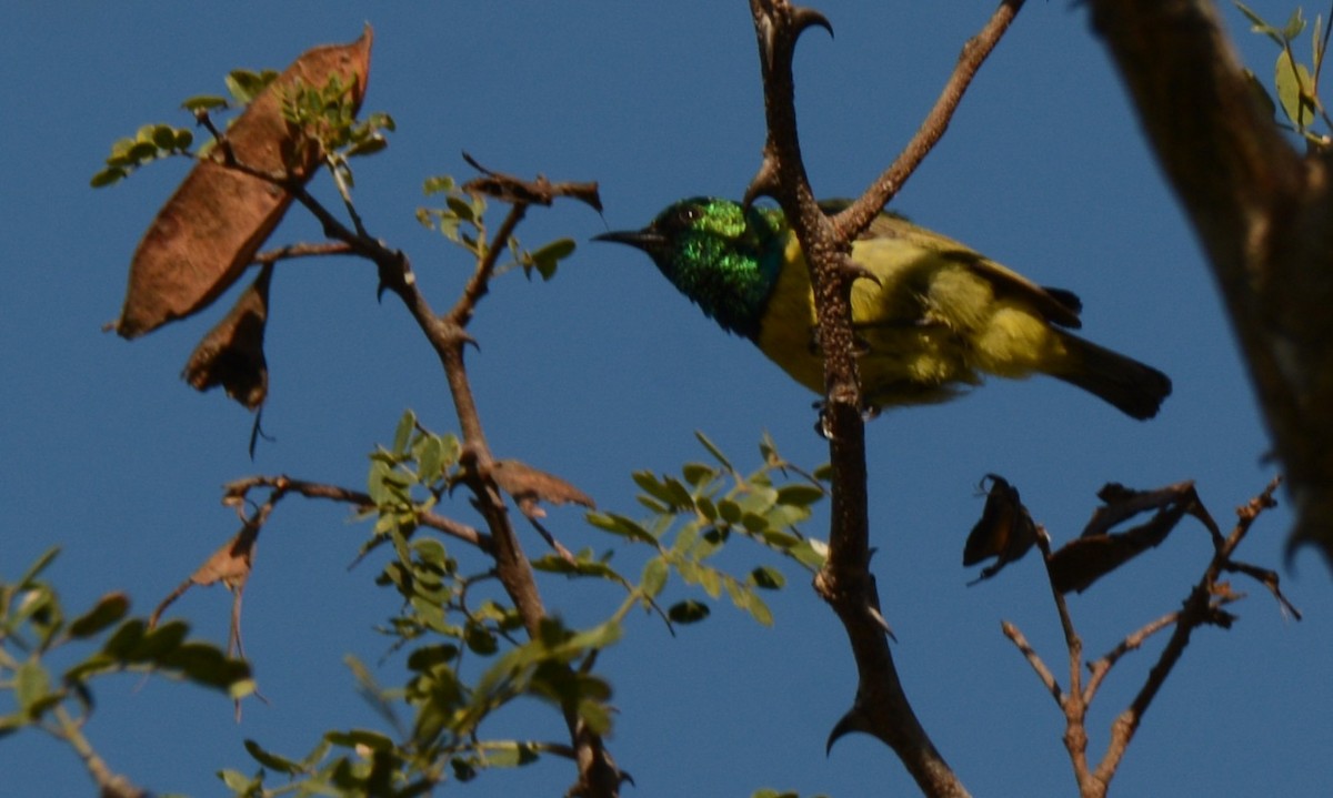 Collared Sunbird - ML643760658