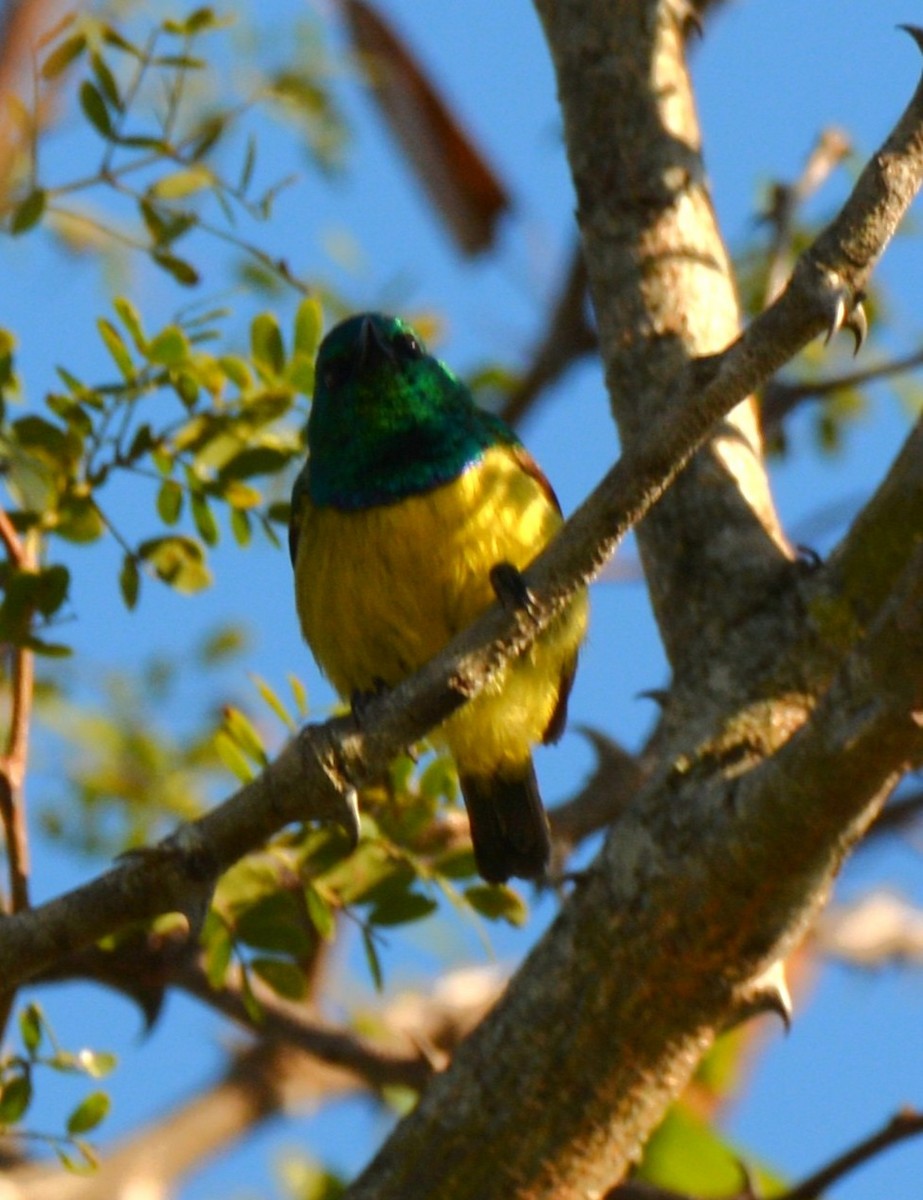 Collared Sunbird - ML643760659