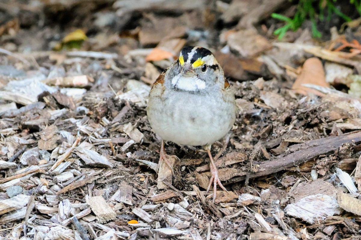 White-throated Sparrow - ML643760662