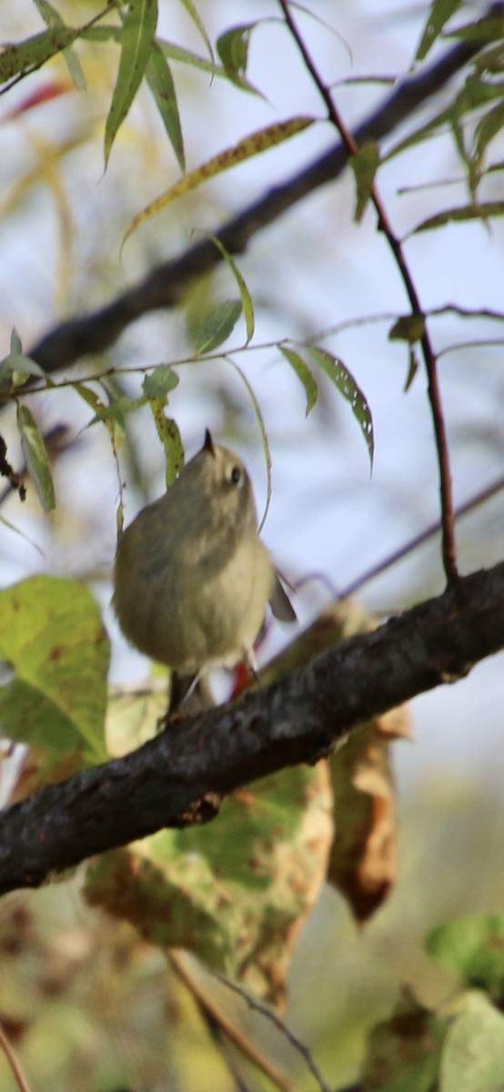 Ruby-crowned Kinglet - ML643760670