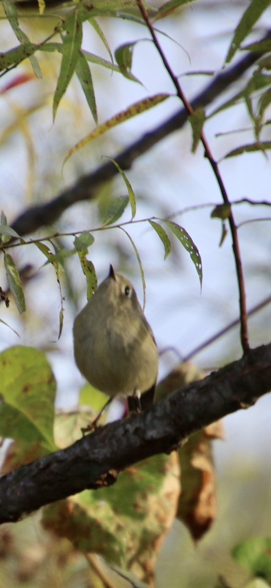 Ruby-crowned Kinglet - ML643760671