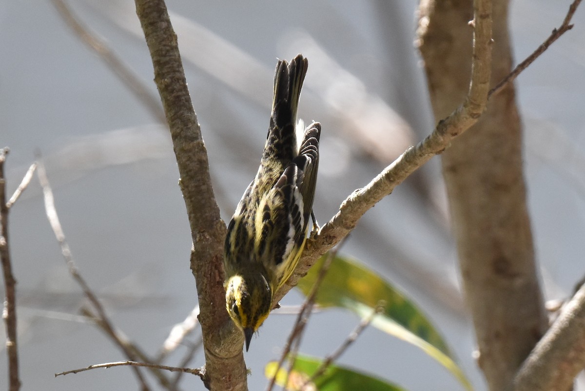 Blackburnian Warbler - ML643760679