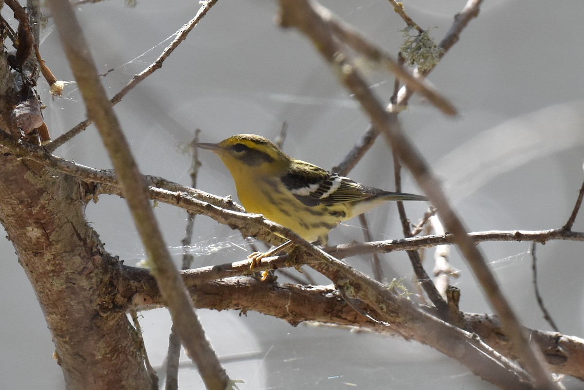 Blackburnian Warbler - ML643760681