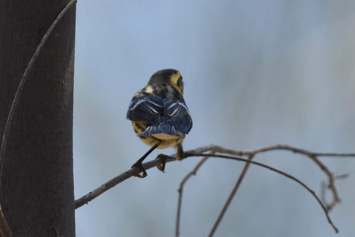 Blackburnian Warbler - ML643760682