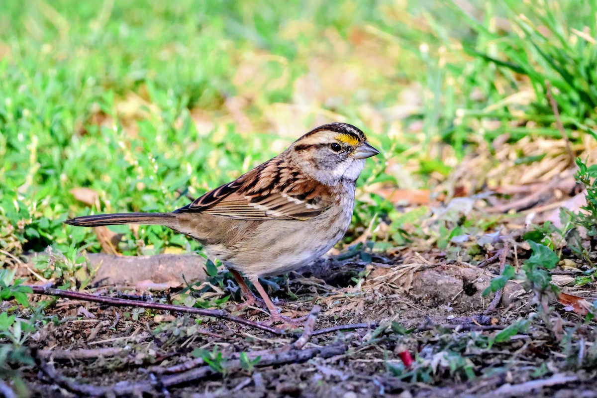 White-throated Sparrow - ML643760685