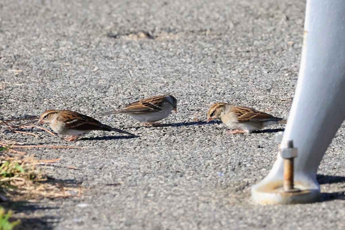 Chipping Sparrow - ML643760699