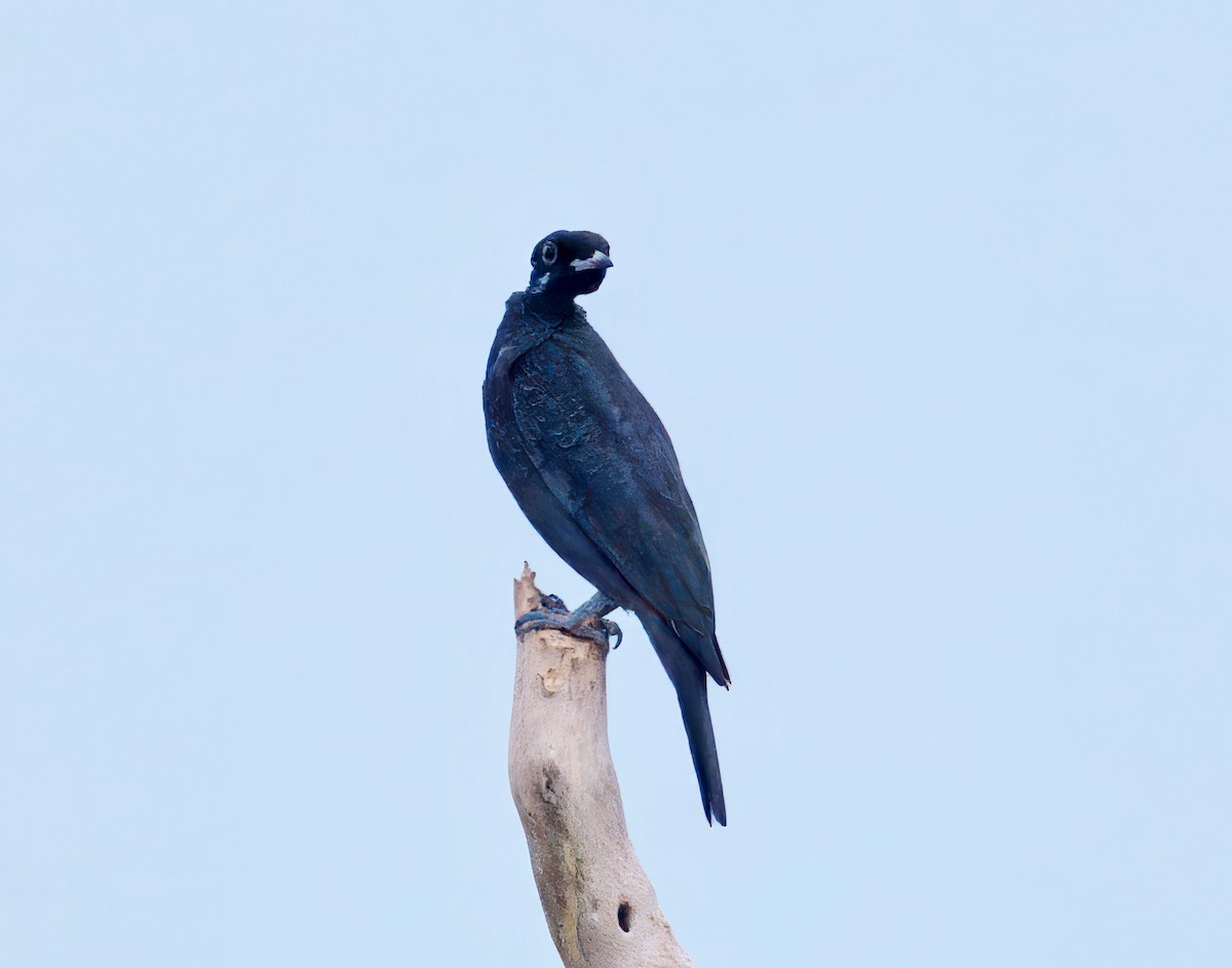 Bare-necked Fruitcrow - ML643760713