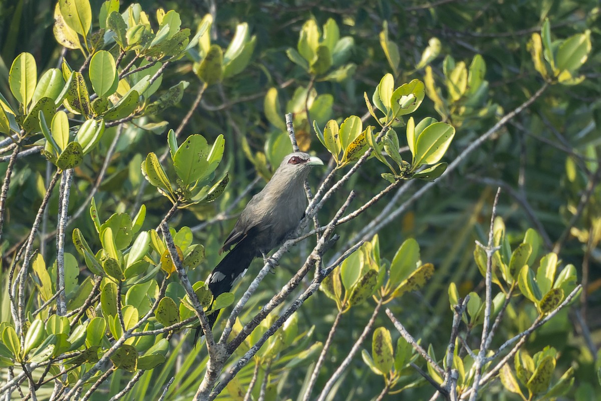 Green-billed Malkoha - ML643760714