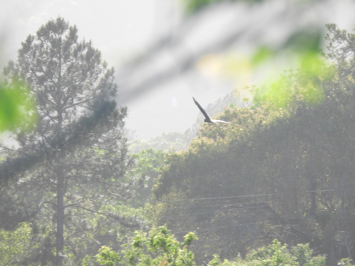 Лунь довгохвостий - ML643760716