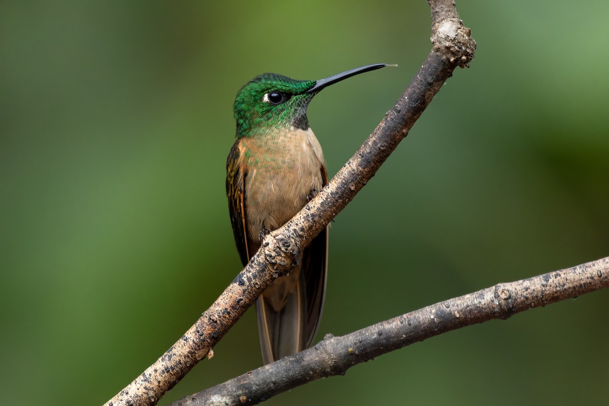 Fawn-breasted Brilliant - ML643760719
