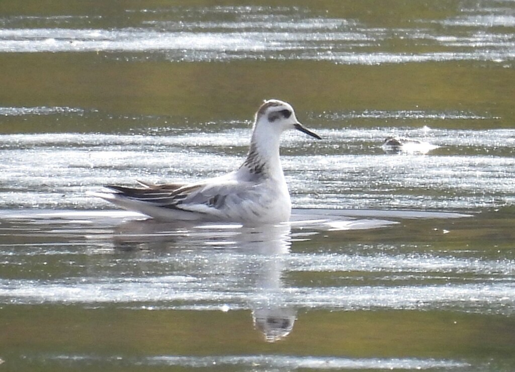 Red Phalarope - ML643760726