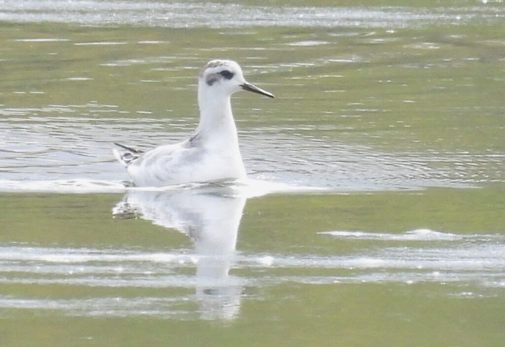 Red Phalarope - ML643760727