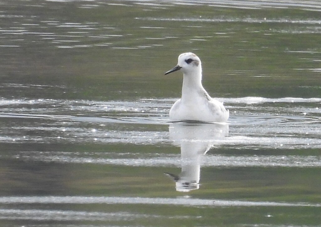 Red Phalarope - ML643760728