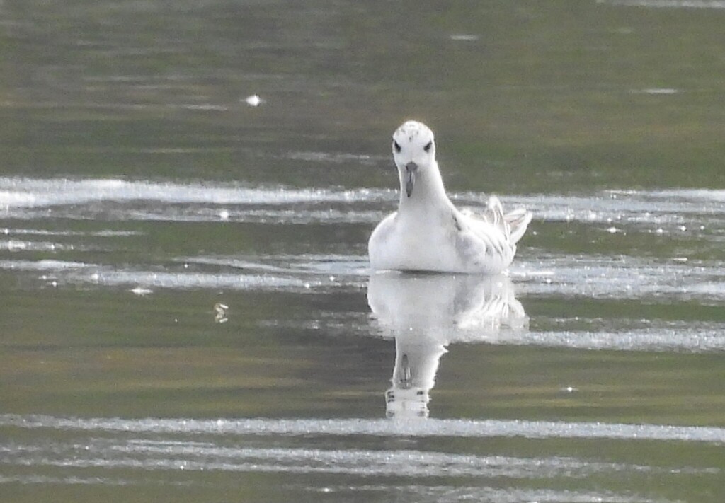 Red Phalarope - ML643760729