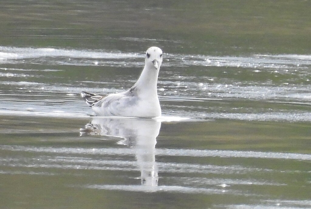 Red Phalarope - ML643760730
