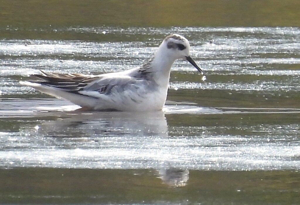 Red Phalarope - ML643760731