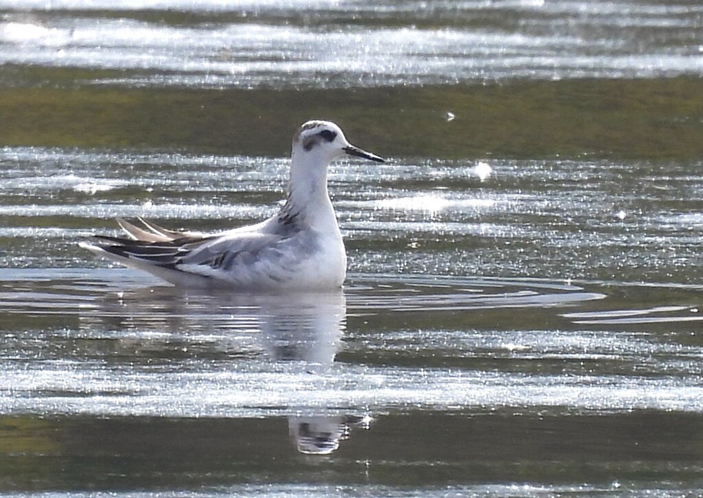 Red Phalarope - ML643760732