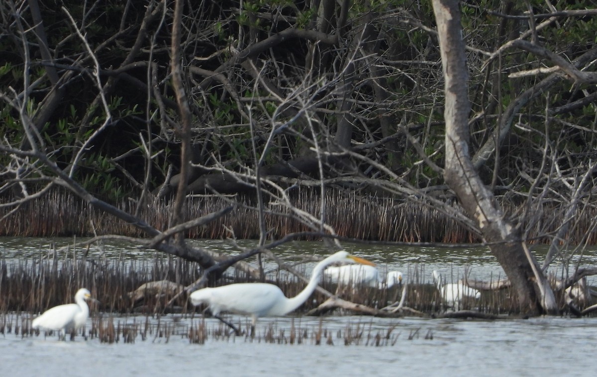 Snowy Egret - ML643760744