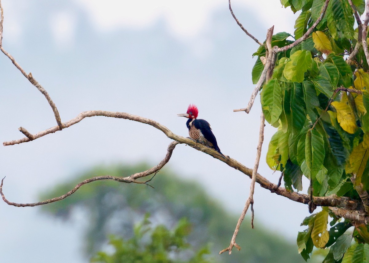 Crimson-crested Woodpecker - ML643760750