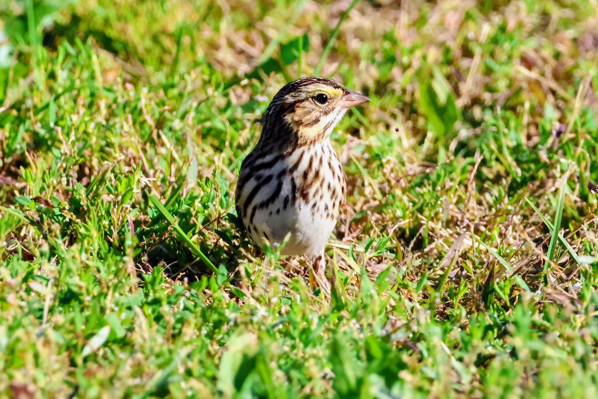 Savannah Sparrow - ML643760755