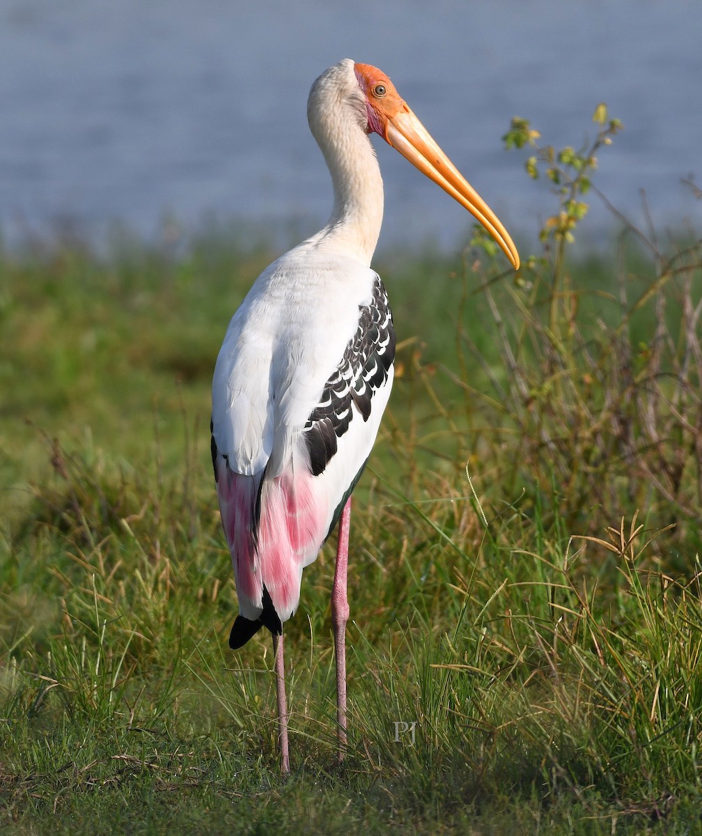 beltestork - ML643760760