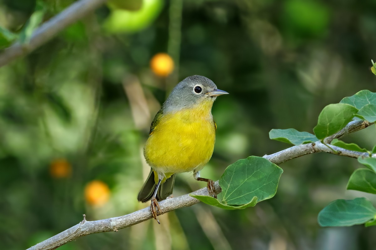 Nashville Warbler - ML643760761