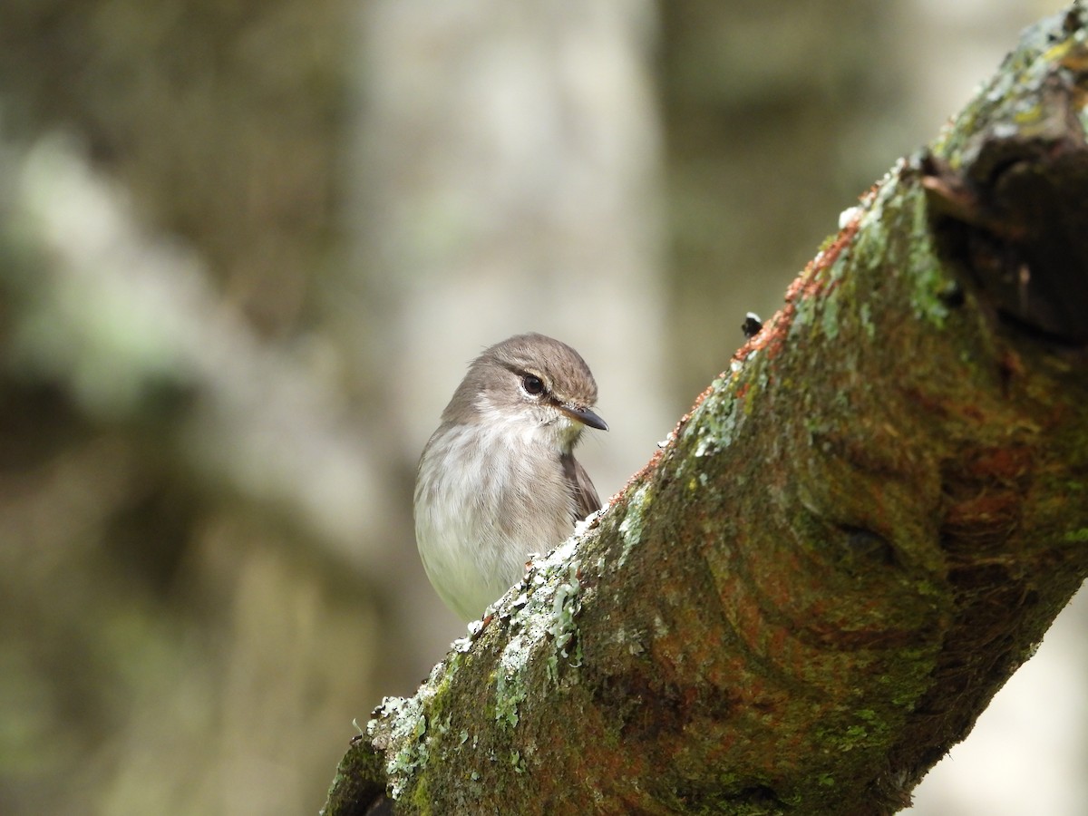African Dusky Flycatcher - ML643760771