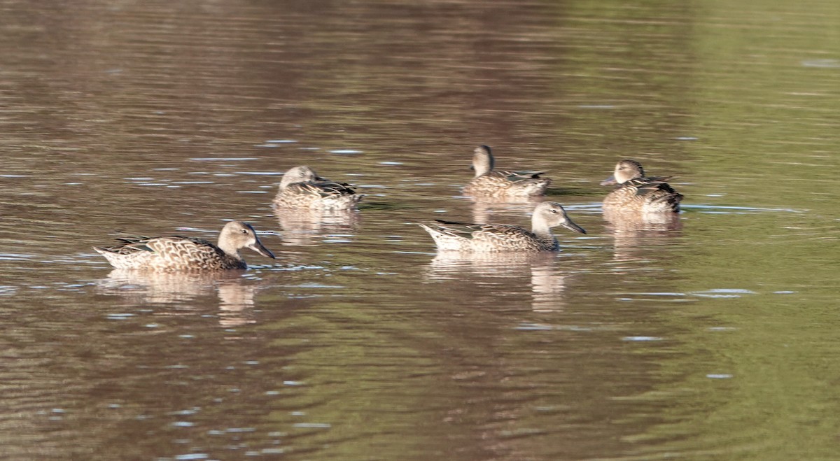 Blue-winged Teal - ML643760781