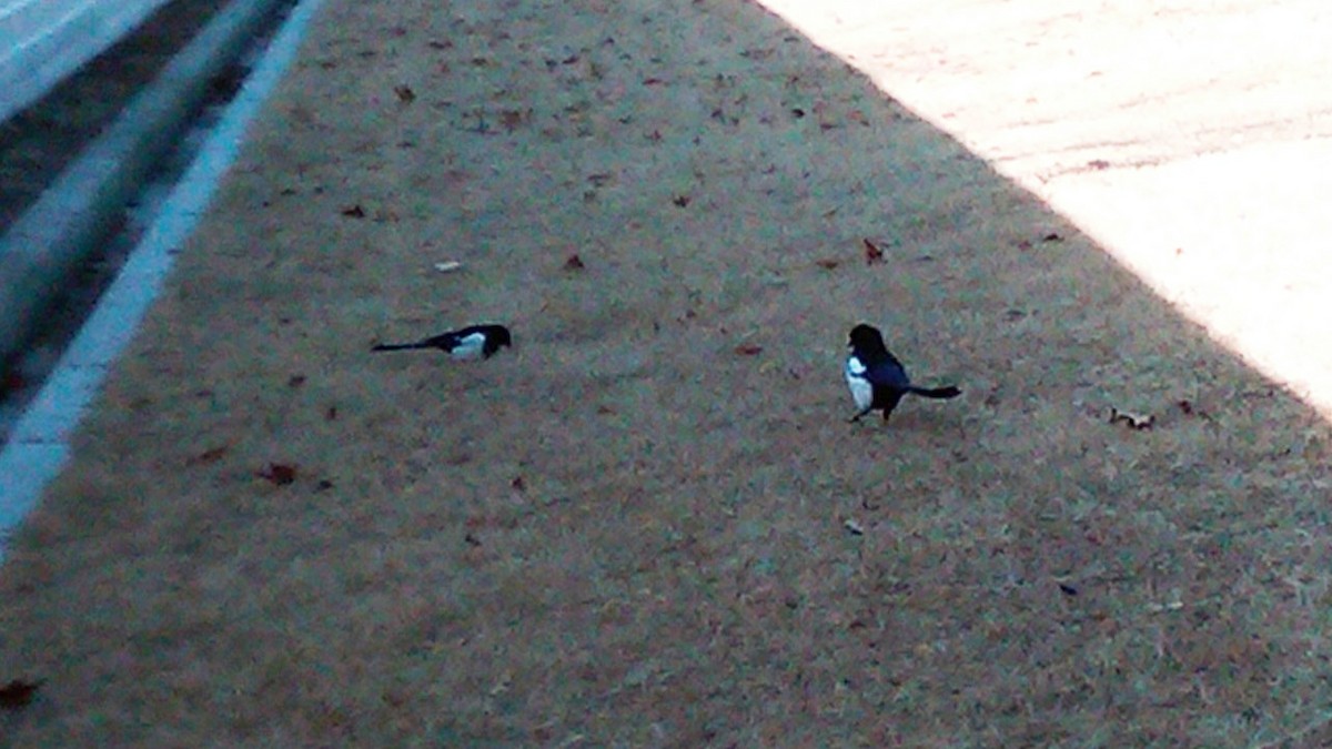 Oriental Magpie - ML643760791