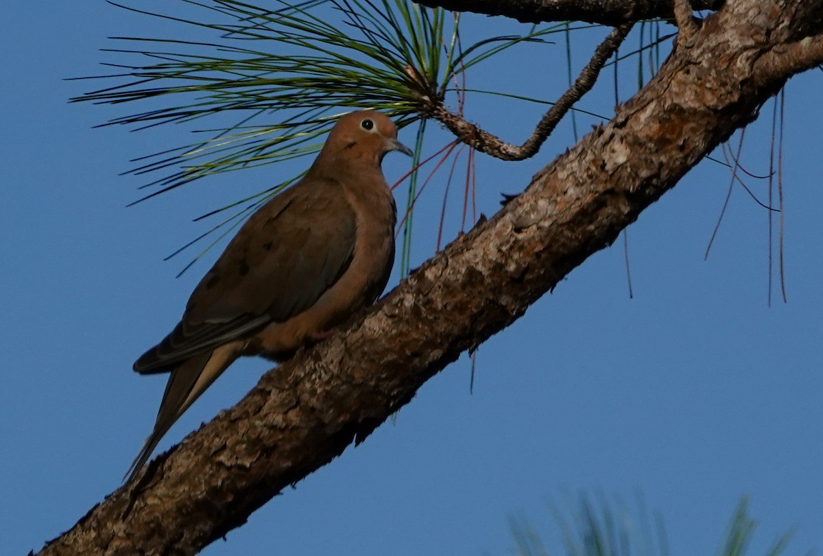 Mourning Dove - ML643760792