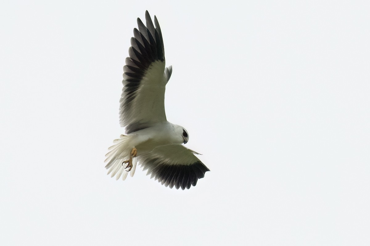 Black-winged Kite - ML643760794