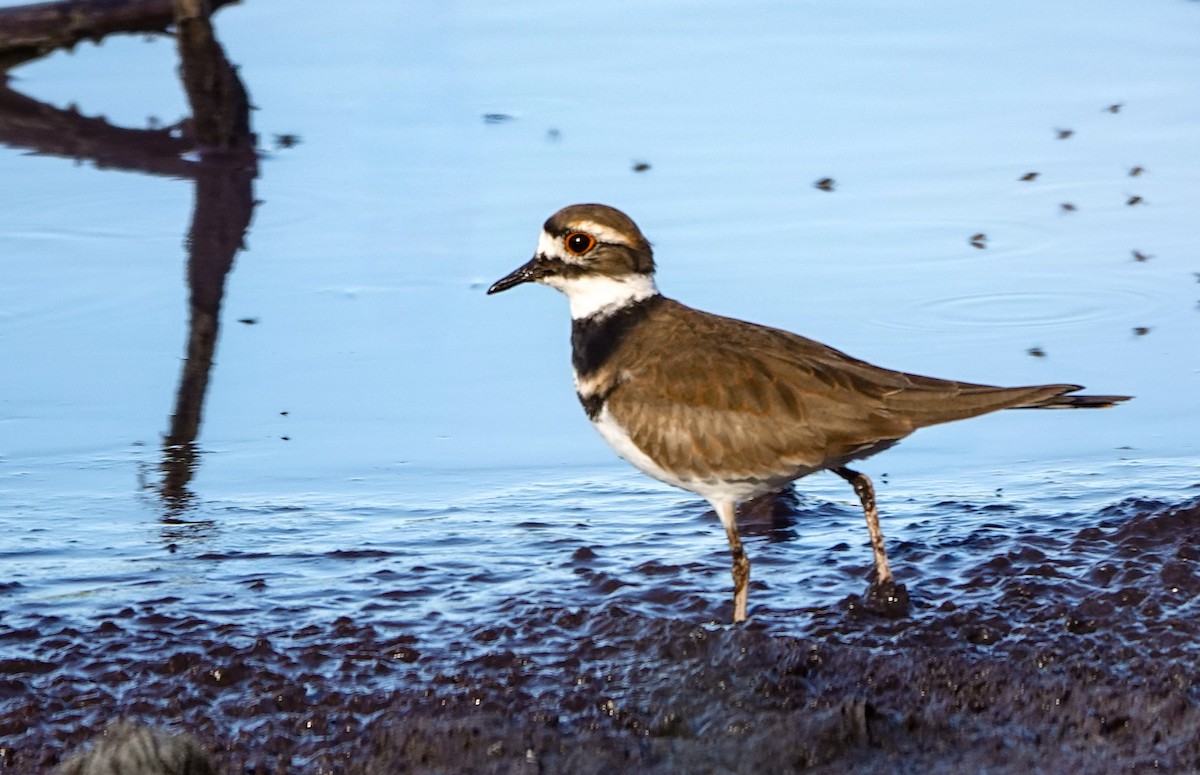 Killdeer - ML643760797