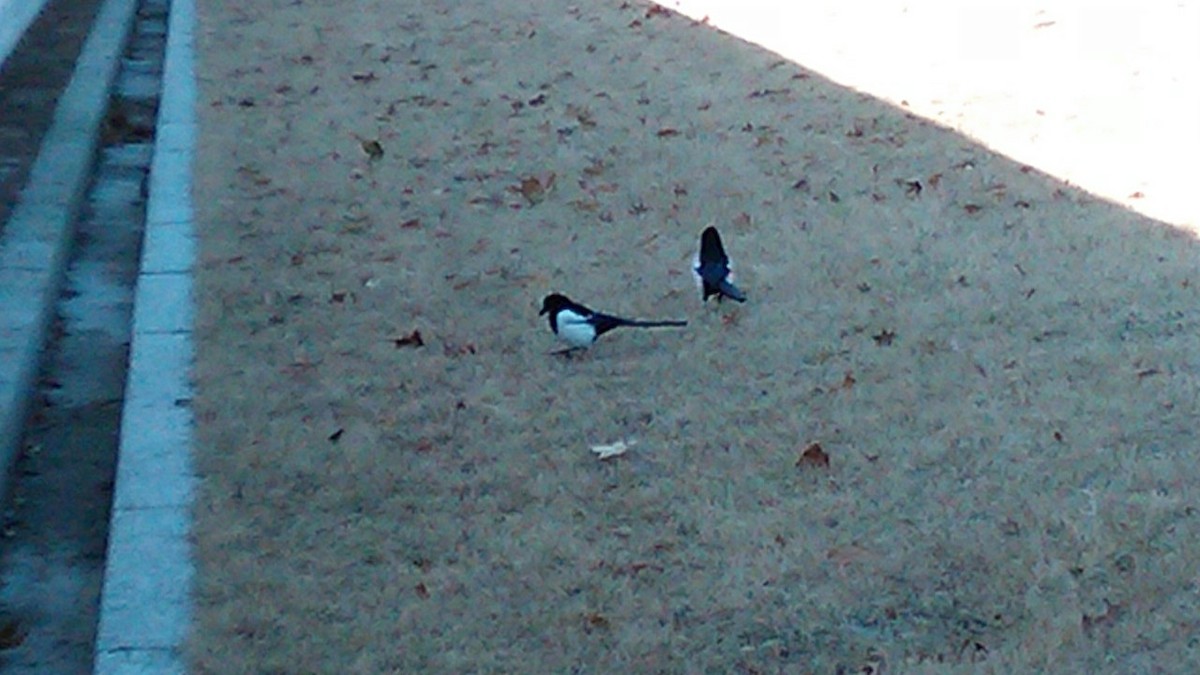 Oriental Magpie - ML643760798