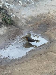 European Robin - ML643760799