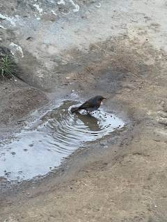 European Robin - ML643760800