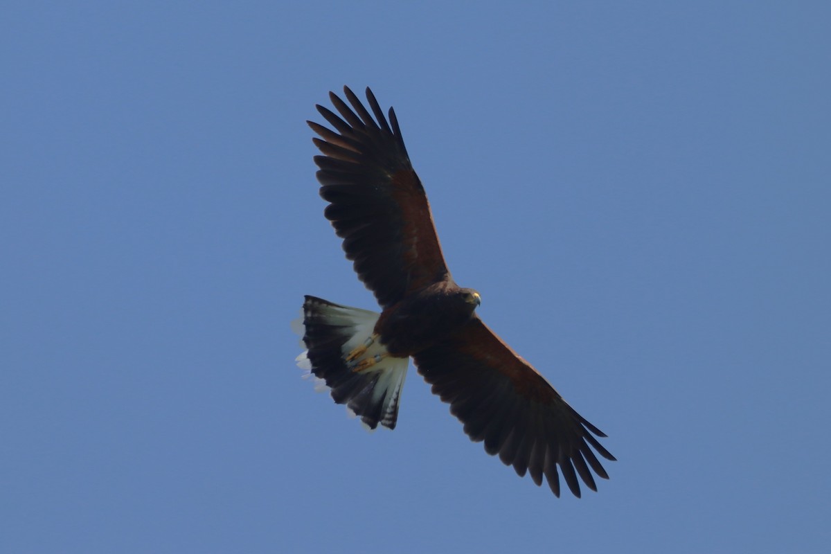 Harris's Hawk - ML643760802