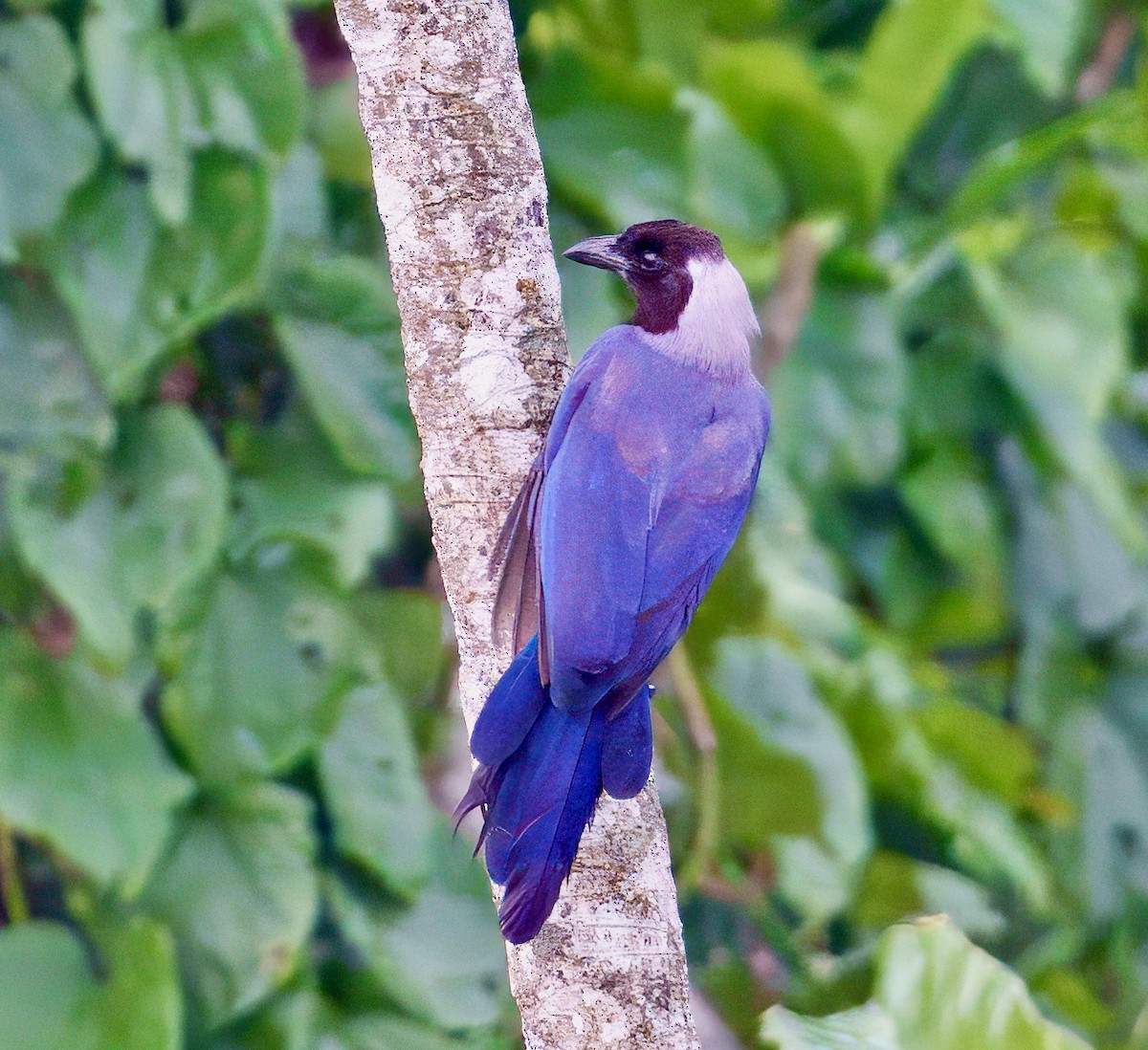 Violaceous Jay - ML643760803