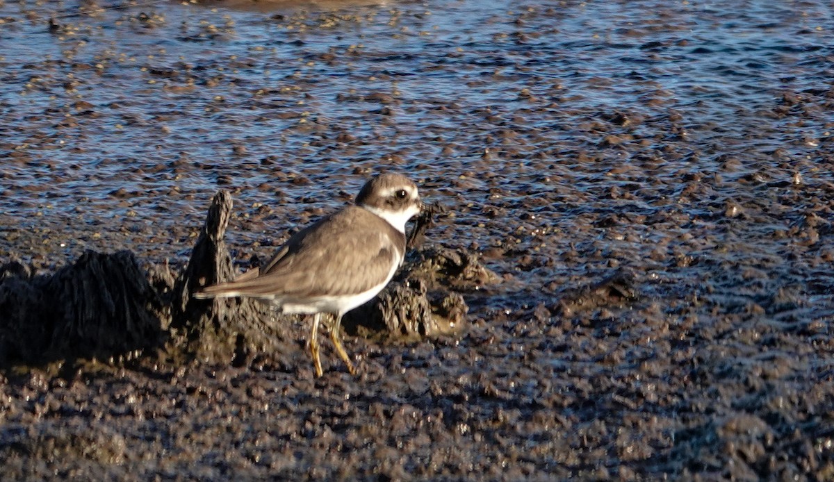 Semipalmated Plover - ML643760804