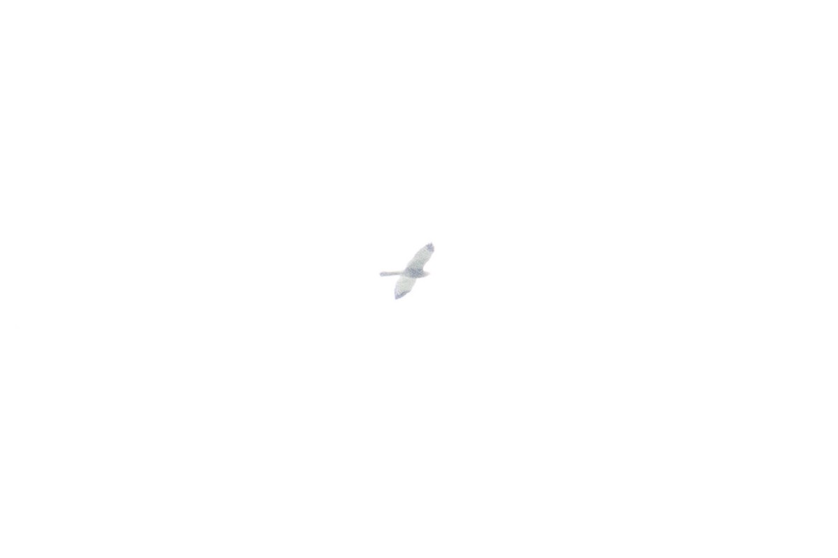 Chinese Sparrowhawk - ML643760806